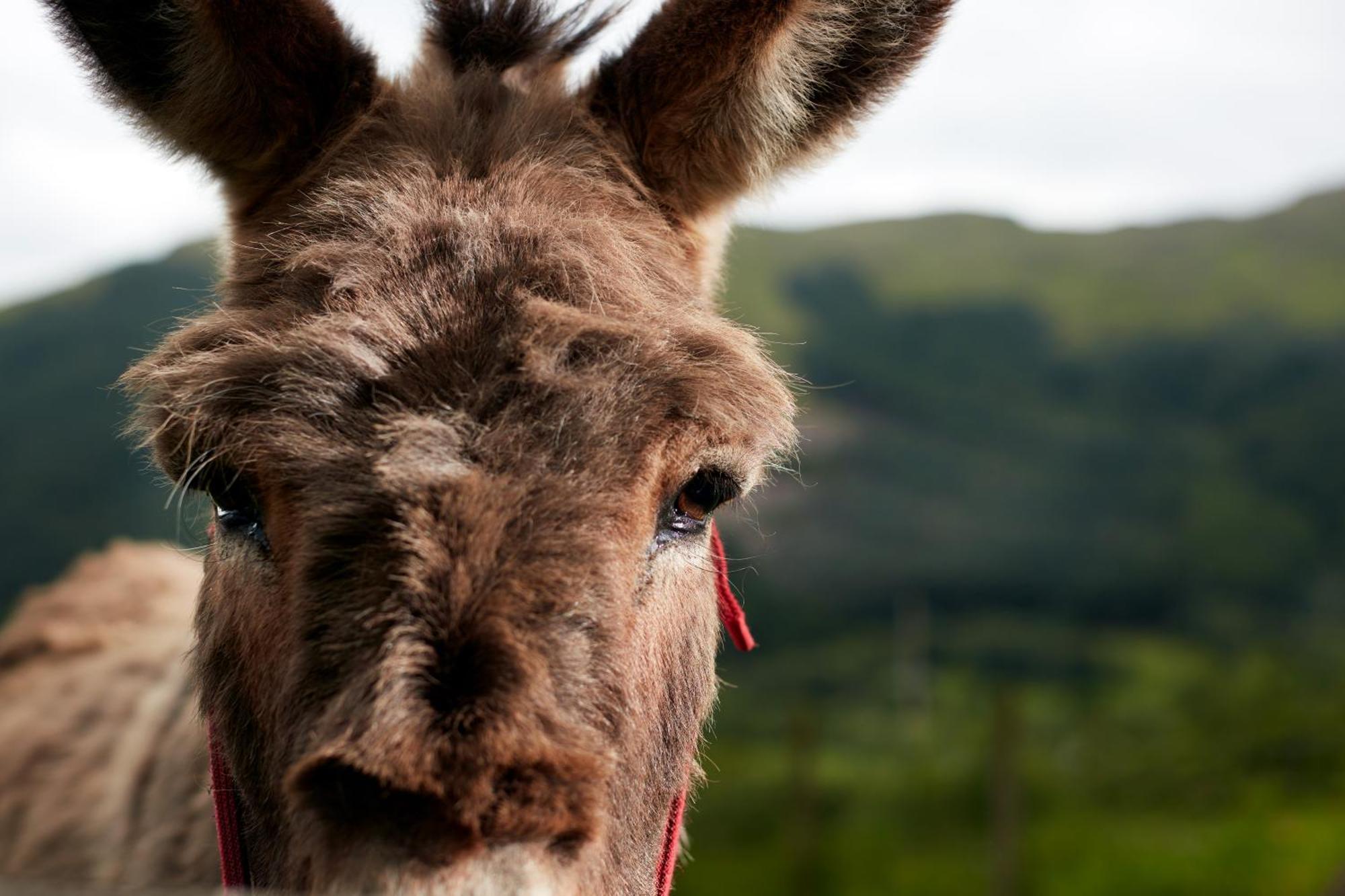 Monachyle Mhor Hotel Lochearnhead Dış mekan fotoğraf